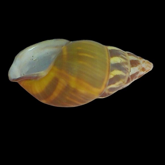 Amphidromus Everettii Specimen Spiral Shell - Picture 3 of 7
